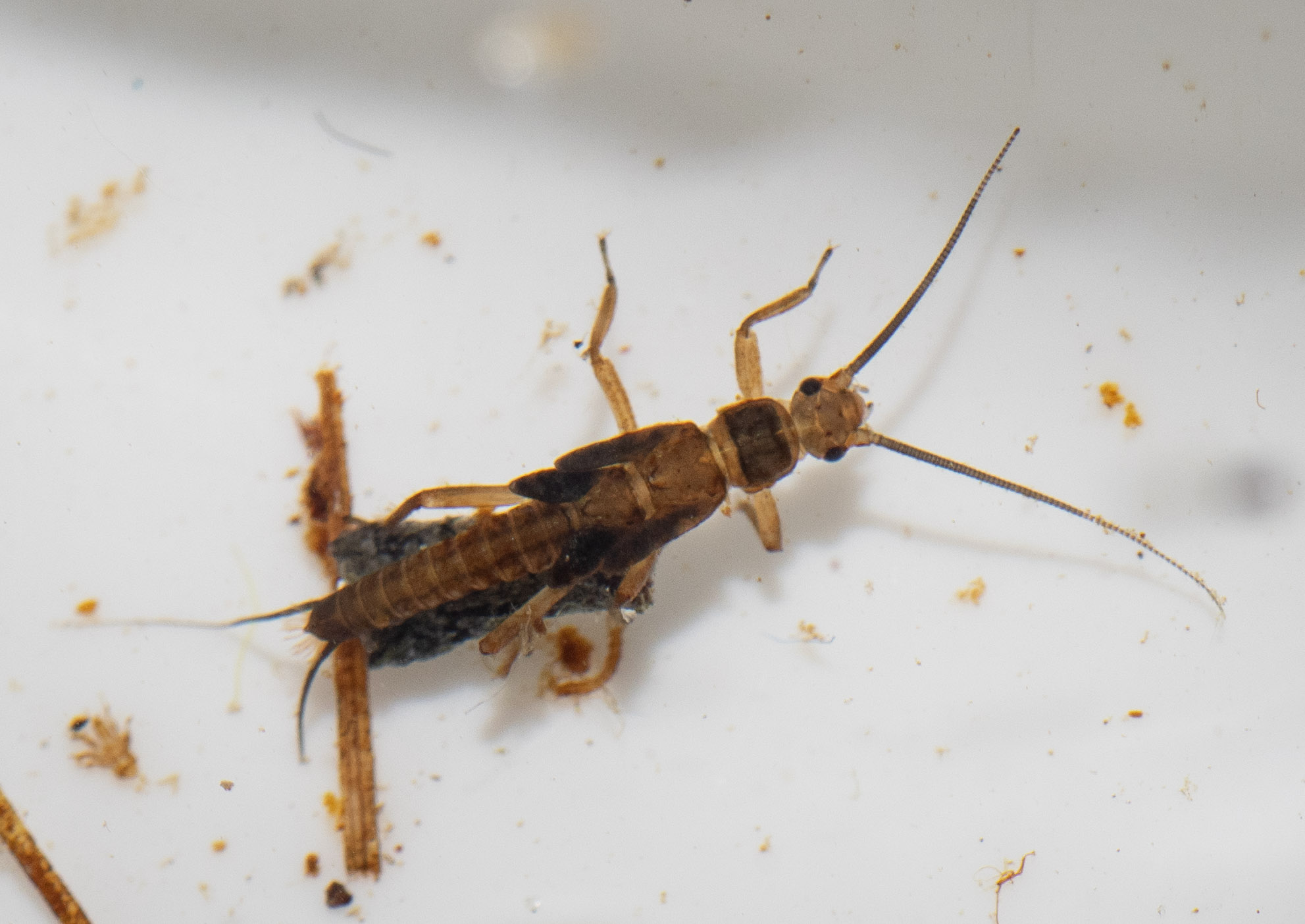 stonefly larva