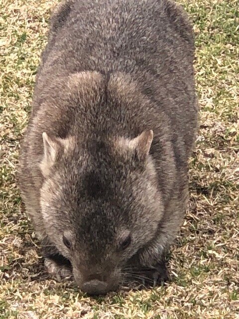 Big wombat - big claws!