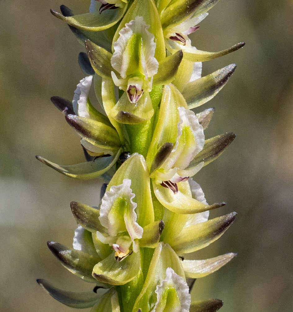 Prasophyllum - masses of nectar, insects of many types