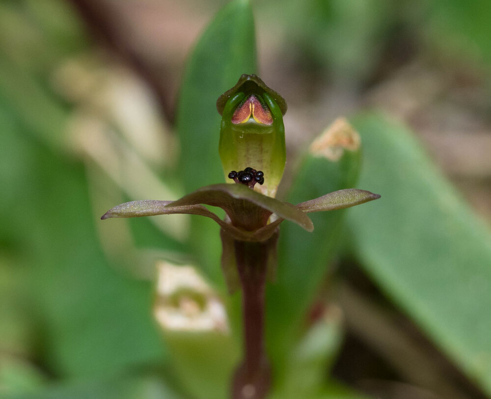 Chiloglottis - sexual deception of male wasps