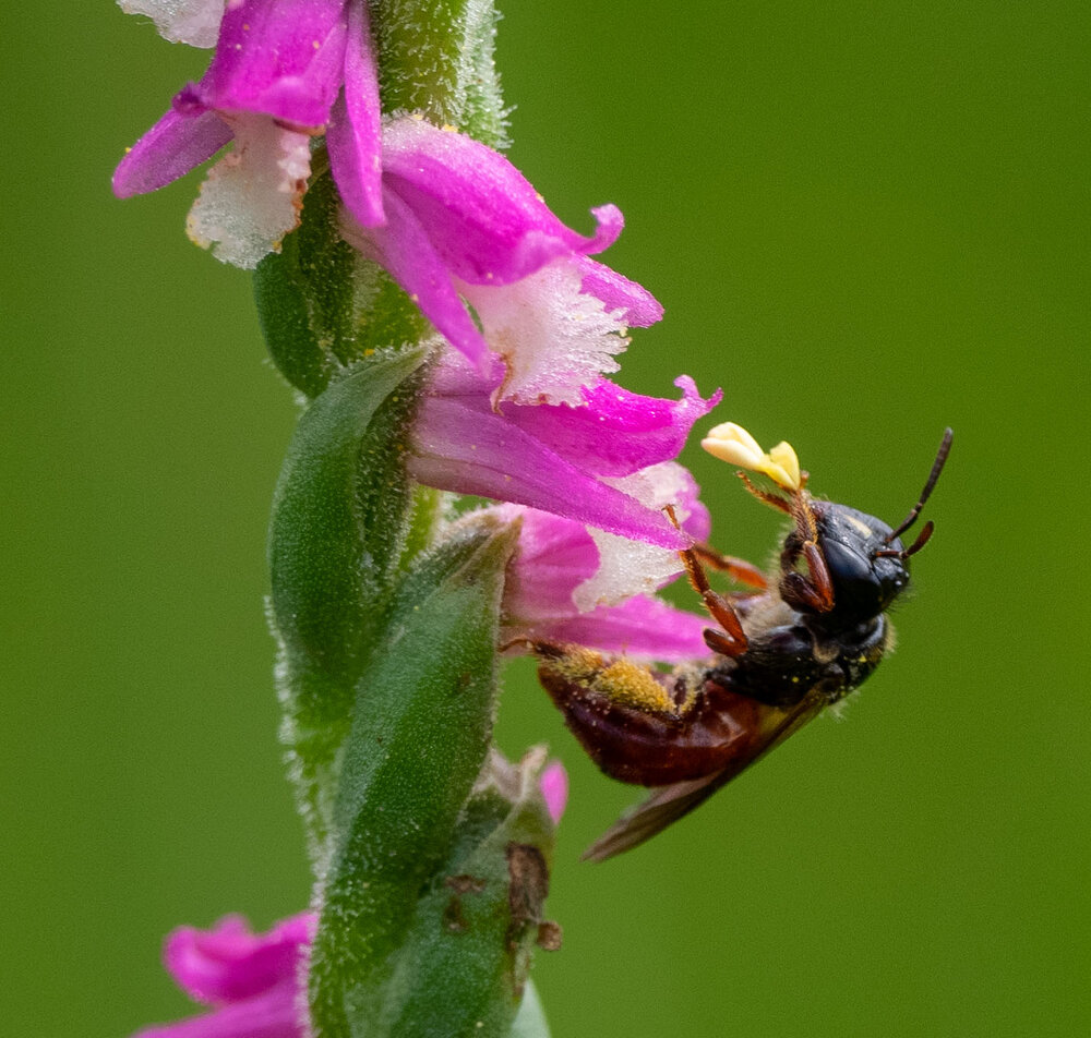 Spiranthes - various native bees