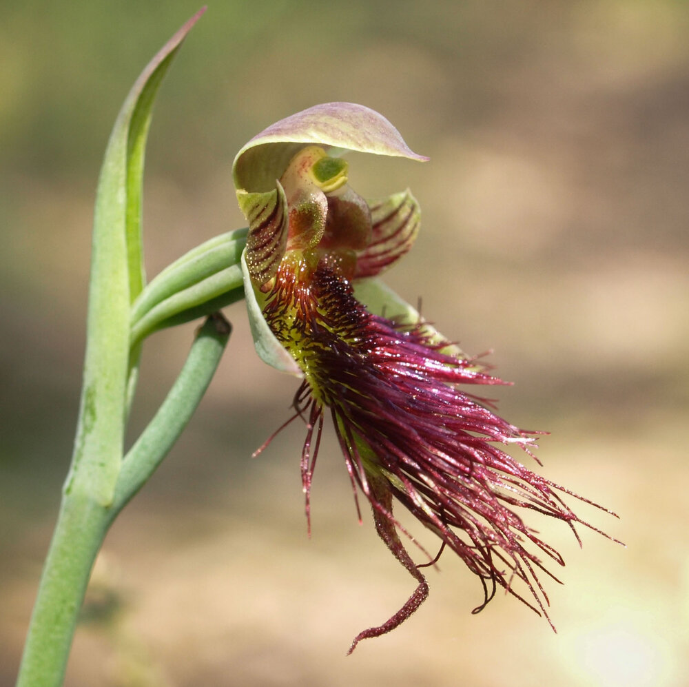 Calochilus - usually self pollinated, but sometimes fools a scolid wasp
