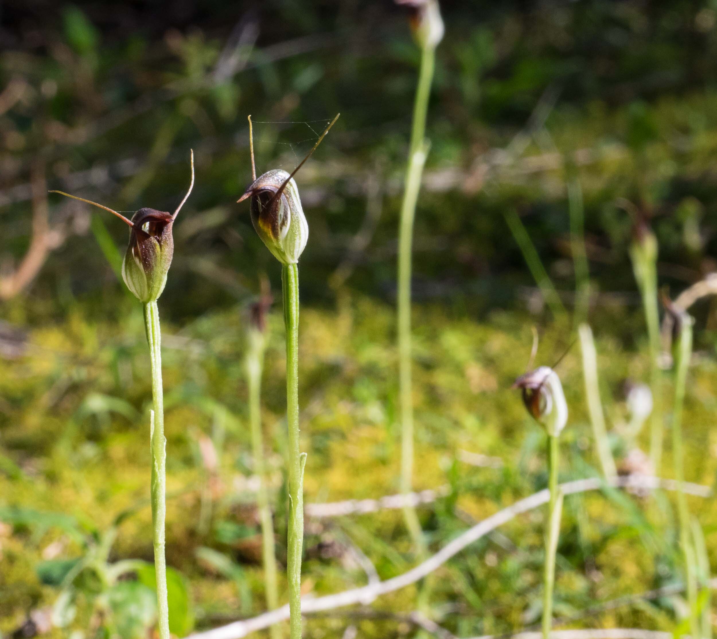 Pterostylis - often found in large colonies