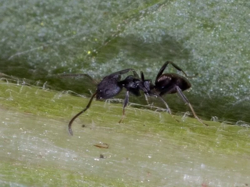 ant (order: Hymenoptera)