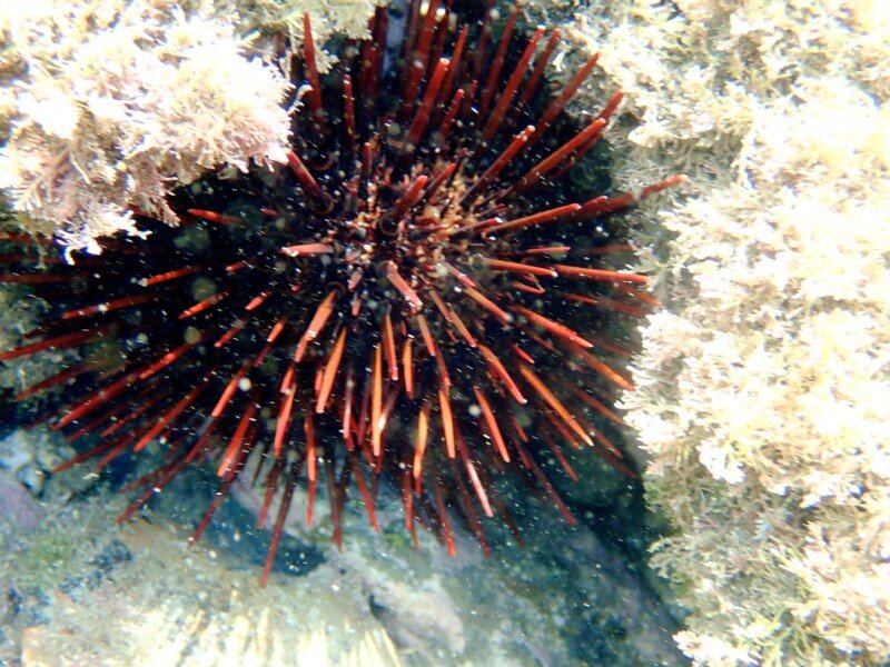 sea urchin