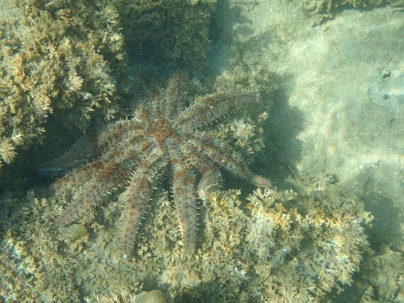 seastar