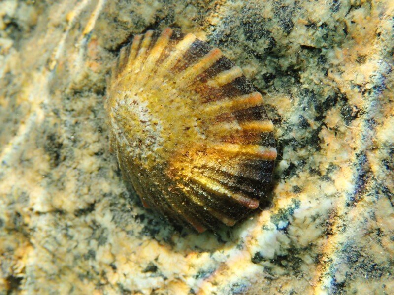 common limpet