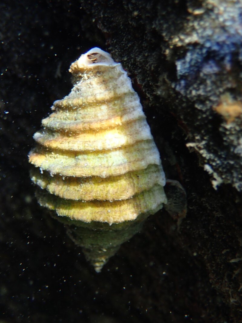 cartrut shell