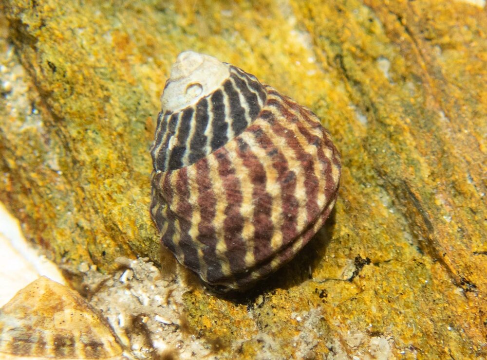 zebra top snail