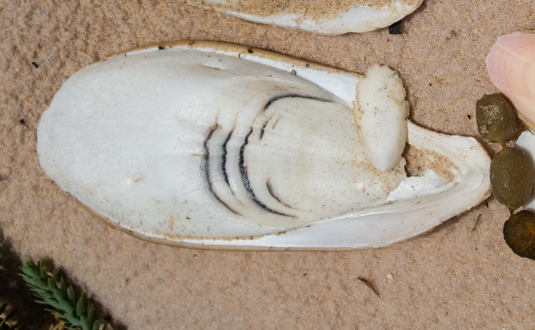 Giant Cuttlebone - lower surface