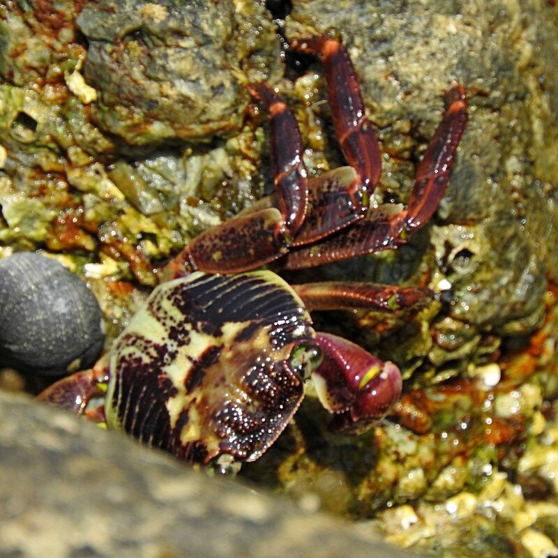 swift-footed crab