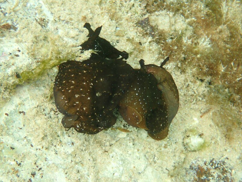 sea hare