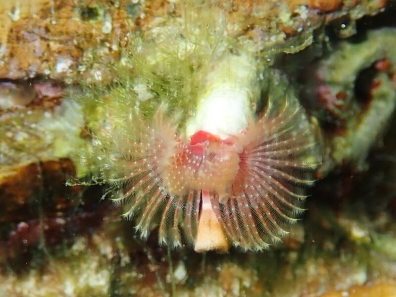 orange tube worm