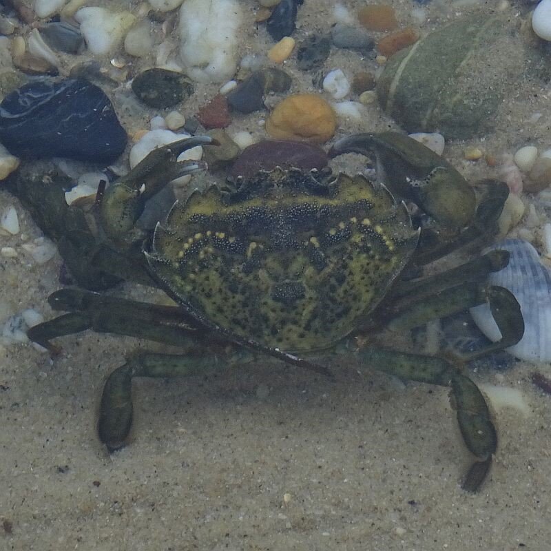 european shore crab - invasive species