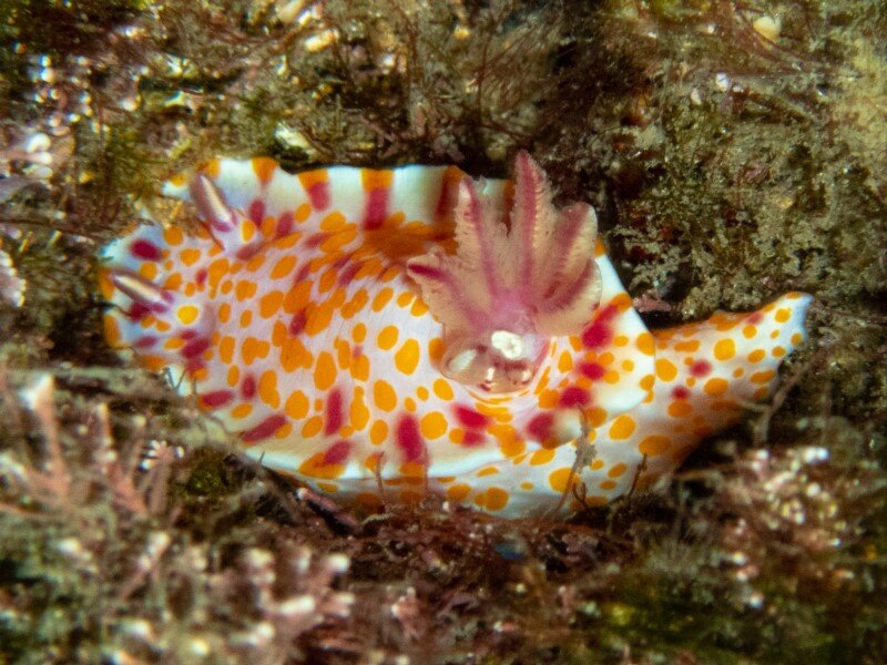Clown Nudibranch (photo B Dixon)