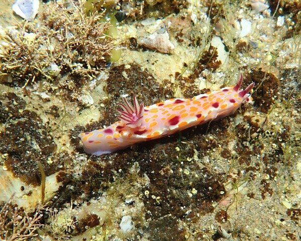 Nudibranch (sea slug) - Ceratosoma amoena 