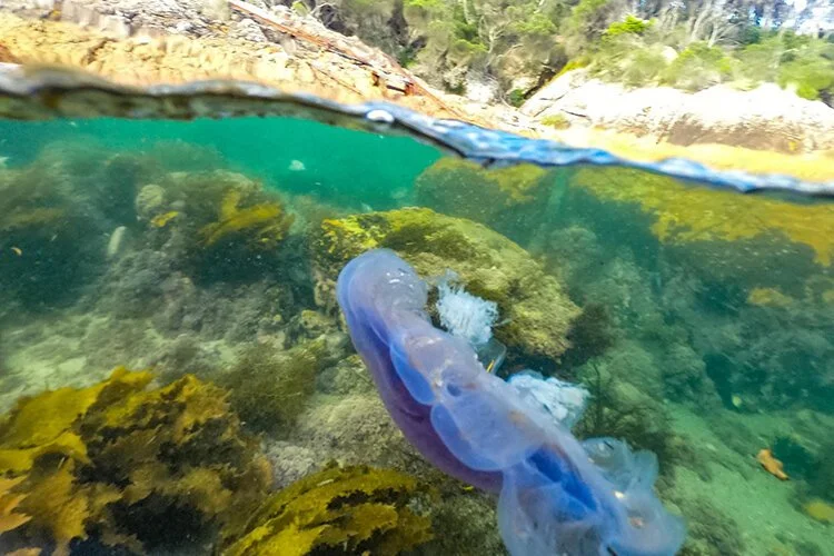 Atlas of Life 2020 National Science Week Program August 17 – 21ST