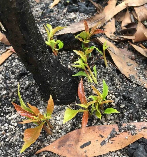 Atlas Fire Recovery Project