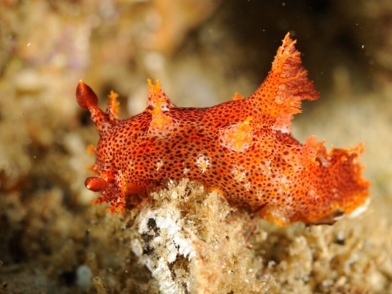Sea Slug Census