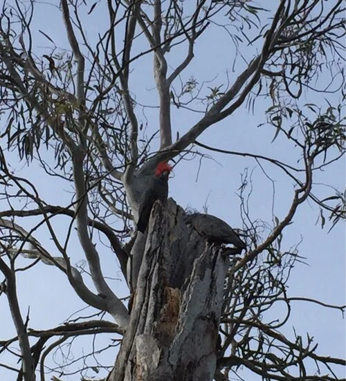 Gang Gang Nesting Project
