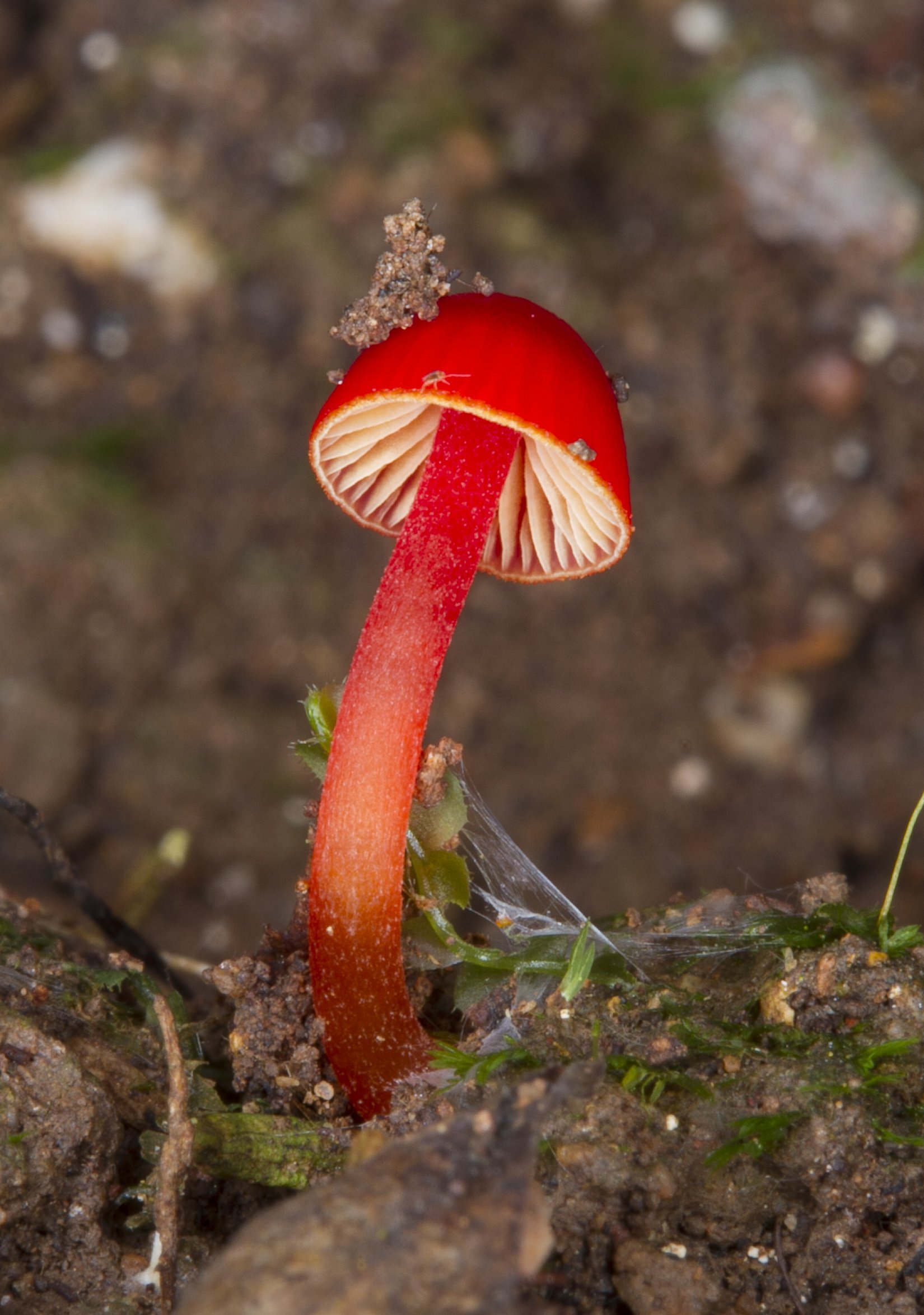 wuFOO #106 - A ruby bonnet mushroom. Cruentomycena viscidocruenta.   A bright mushrooms species that only grows between 5-10mm. .jpeg