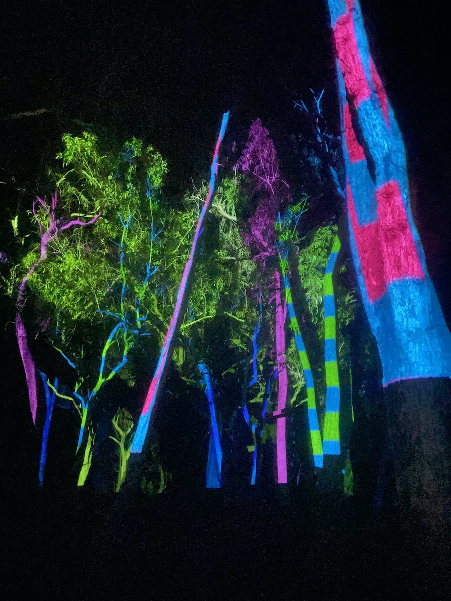 Bioluminescence-portrait-trees-lit-2022 small.jpeg
