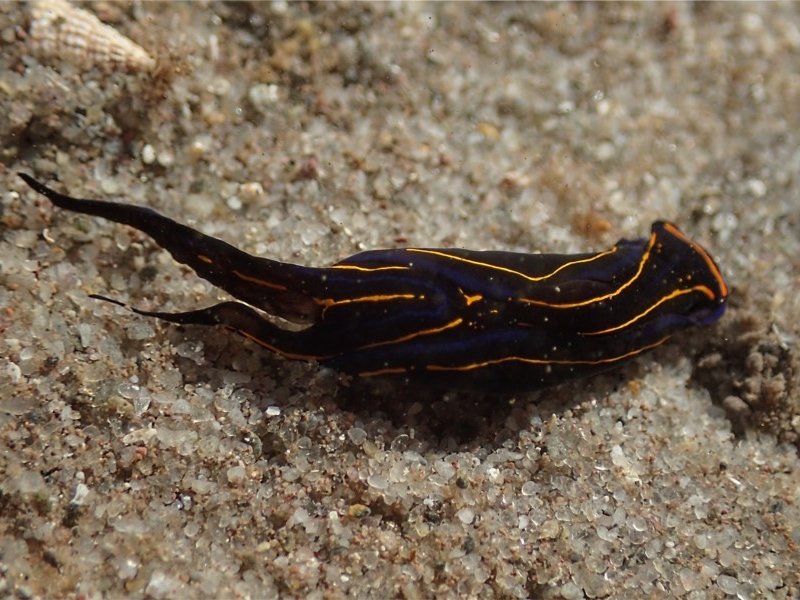 Shield Head sea slug, L.Hepburn,