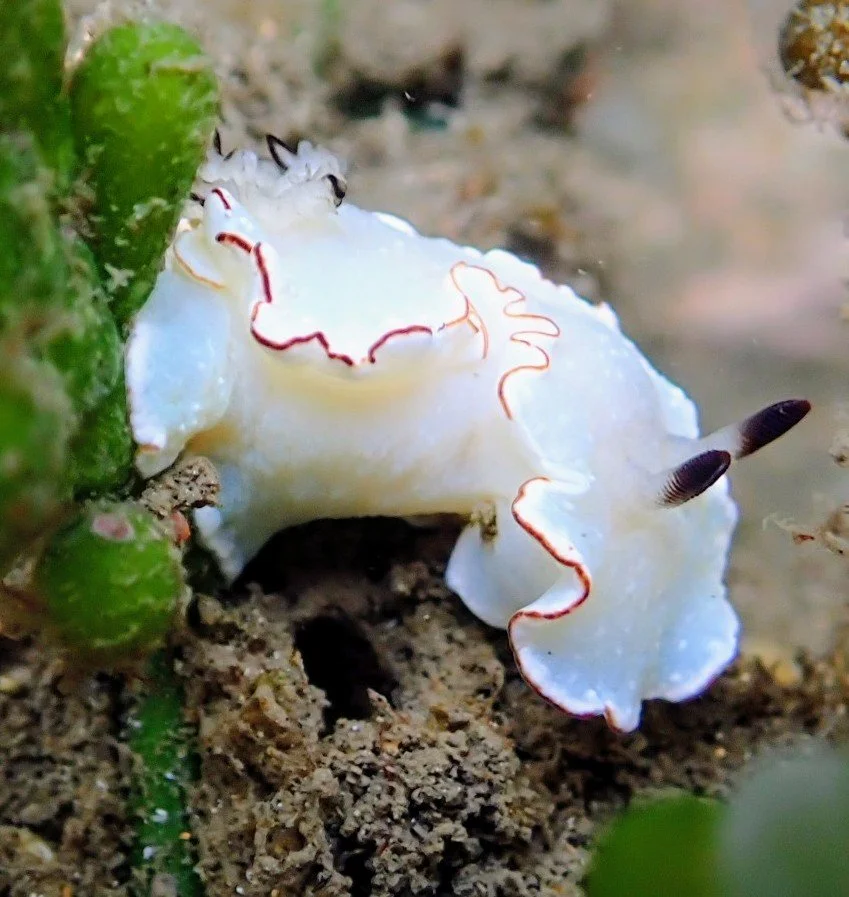 South Coast Sea Slug Census - 2026