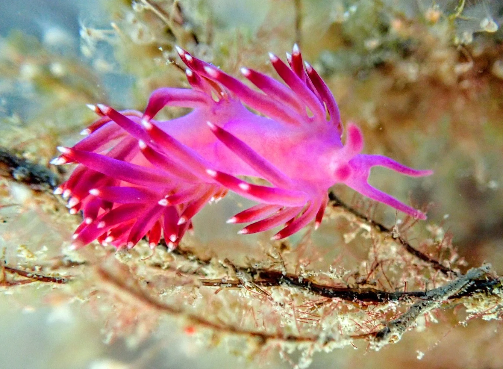 P2174830~3.JPG flabellina phot.JPG