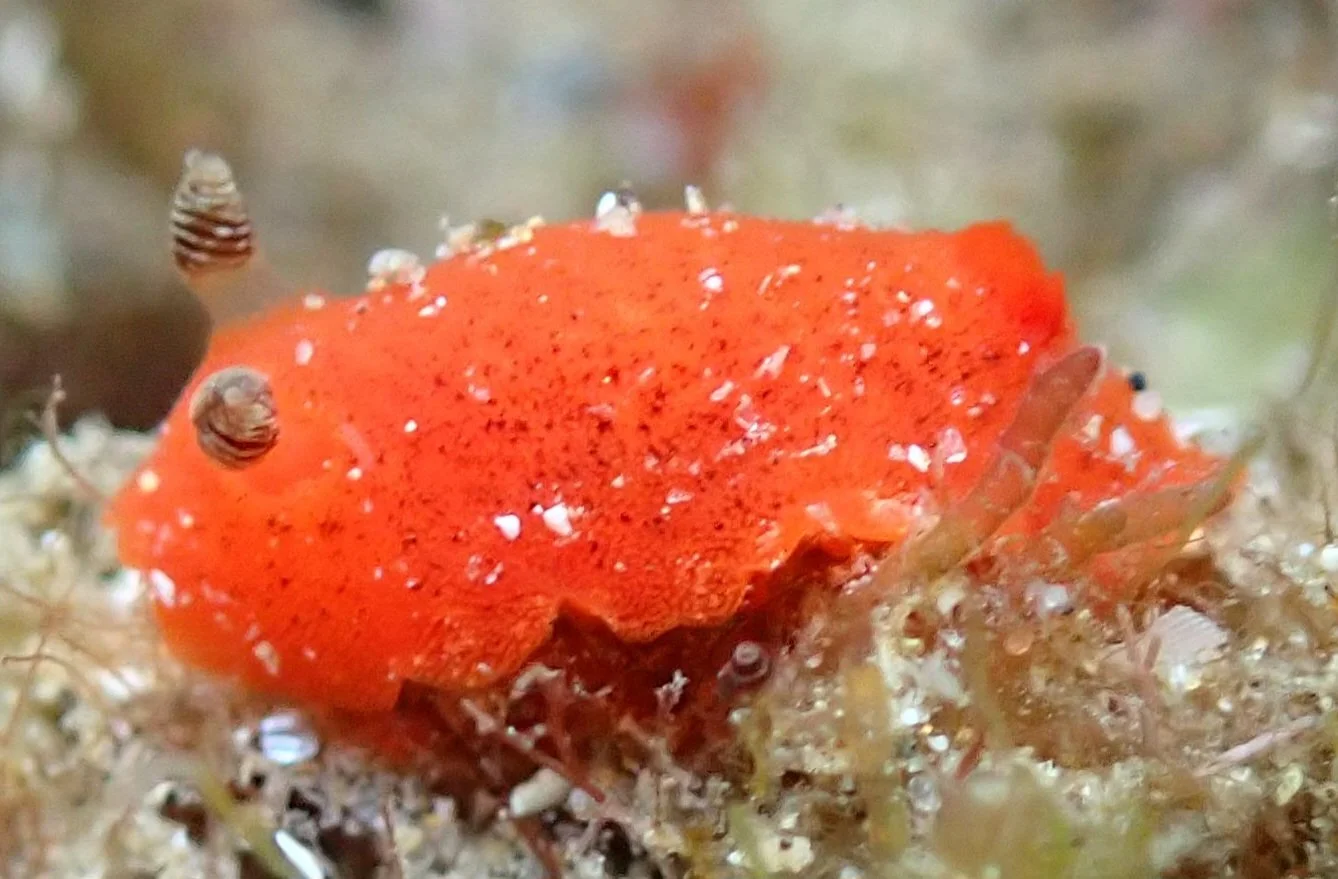 1000066812.jpgRA P2.jpg