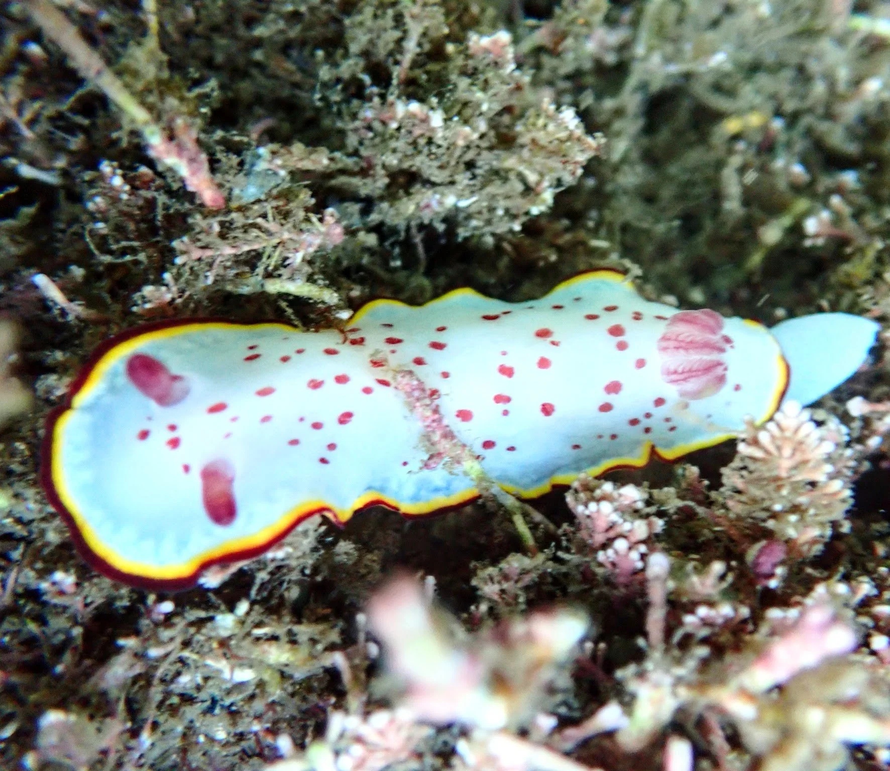 Goniobrachus daphne photo 2.JPG