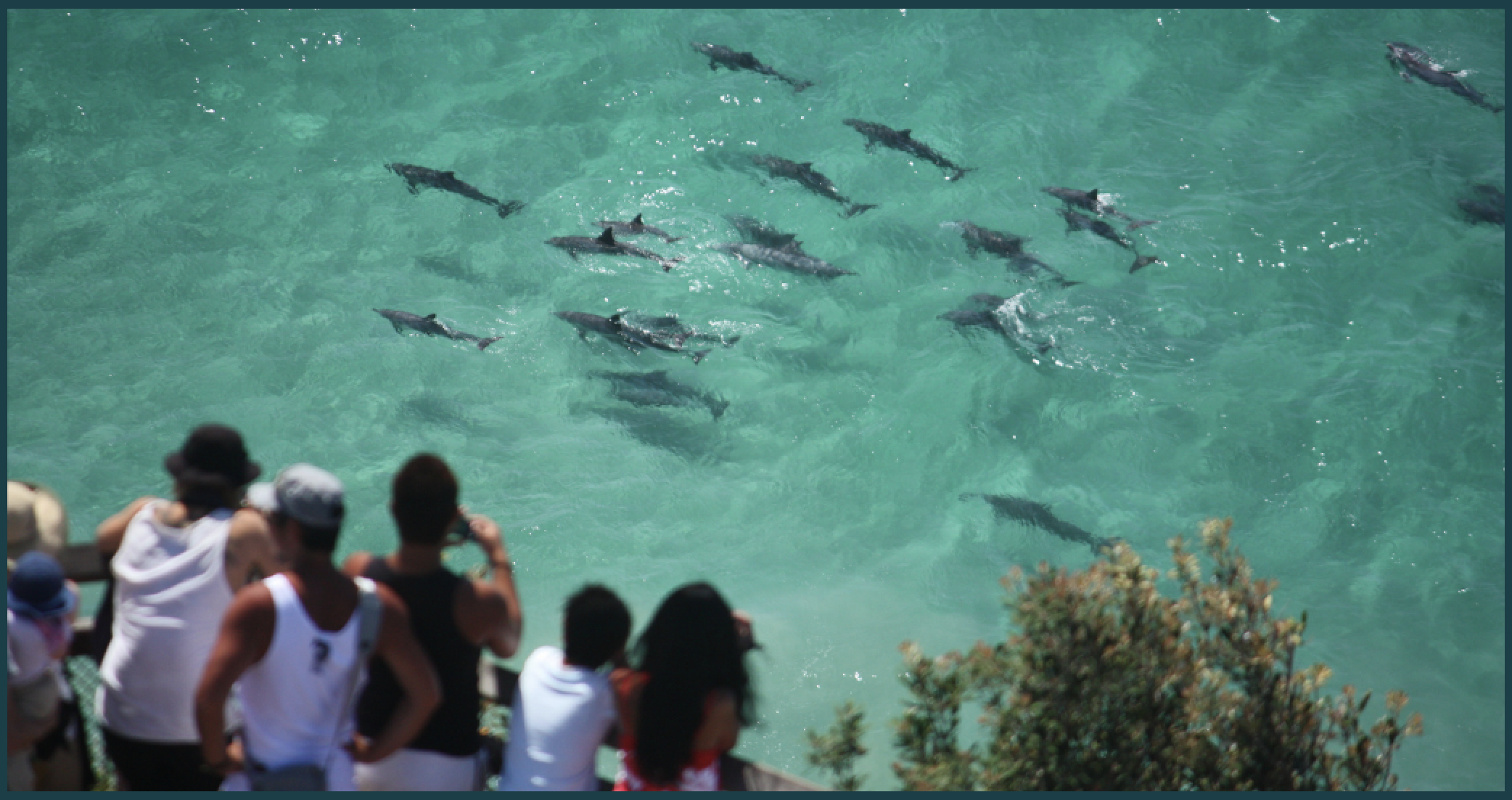 Dolphin Census 2026 
