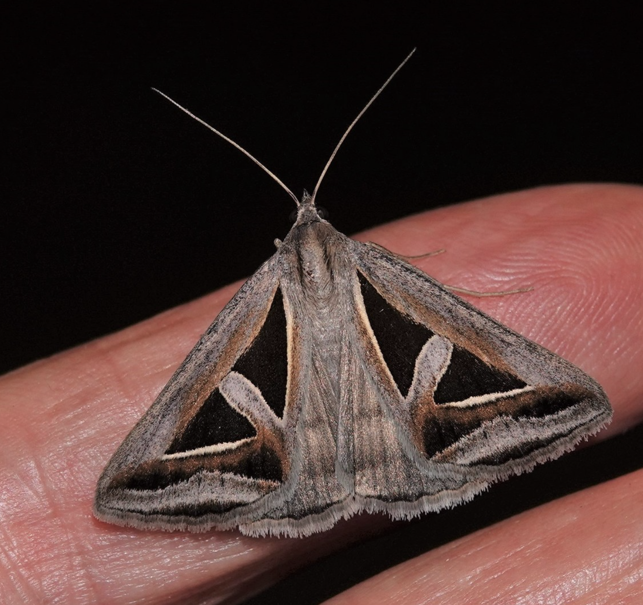 Moths in the ACT