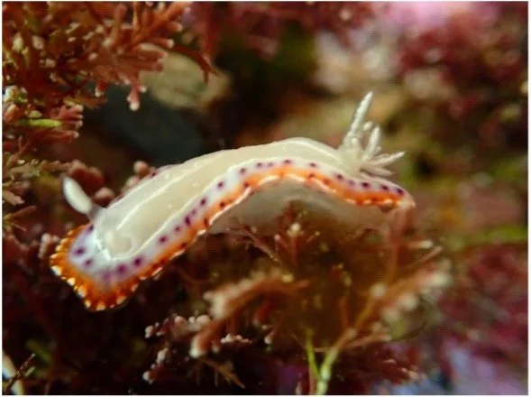 Sea Slug Census 2026 Report