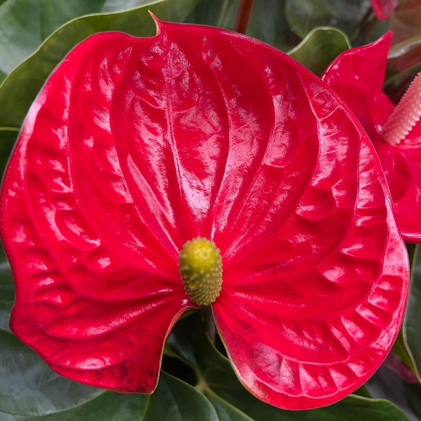 Anthurium flowers never look real with their waxy texture.

Just so vibrant ❤️