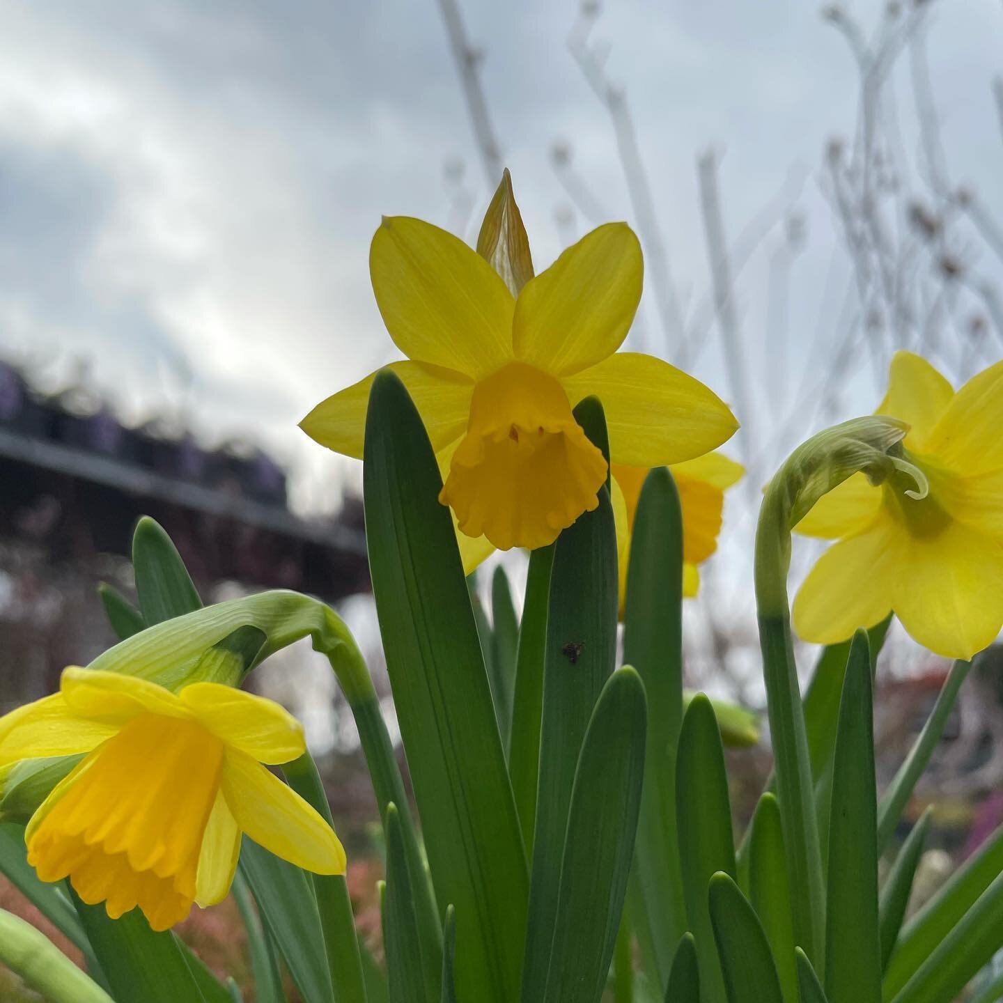 Spring is in the air 💚🌱

#daffodil #daffodils #spring #garden #gardening  #bulbs #happy #ansellgc #gardencentrelife #plants #flowers