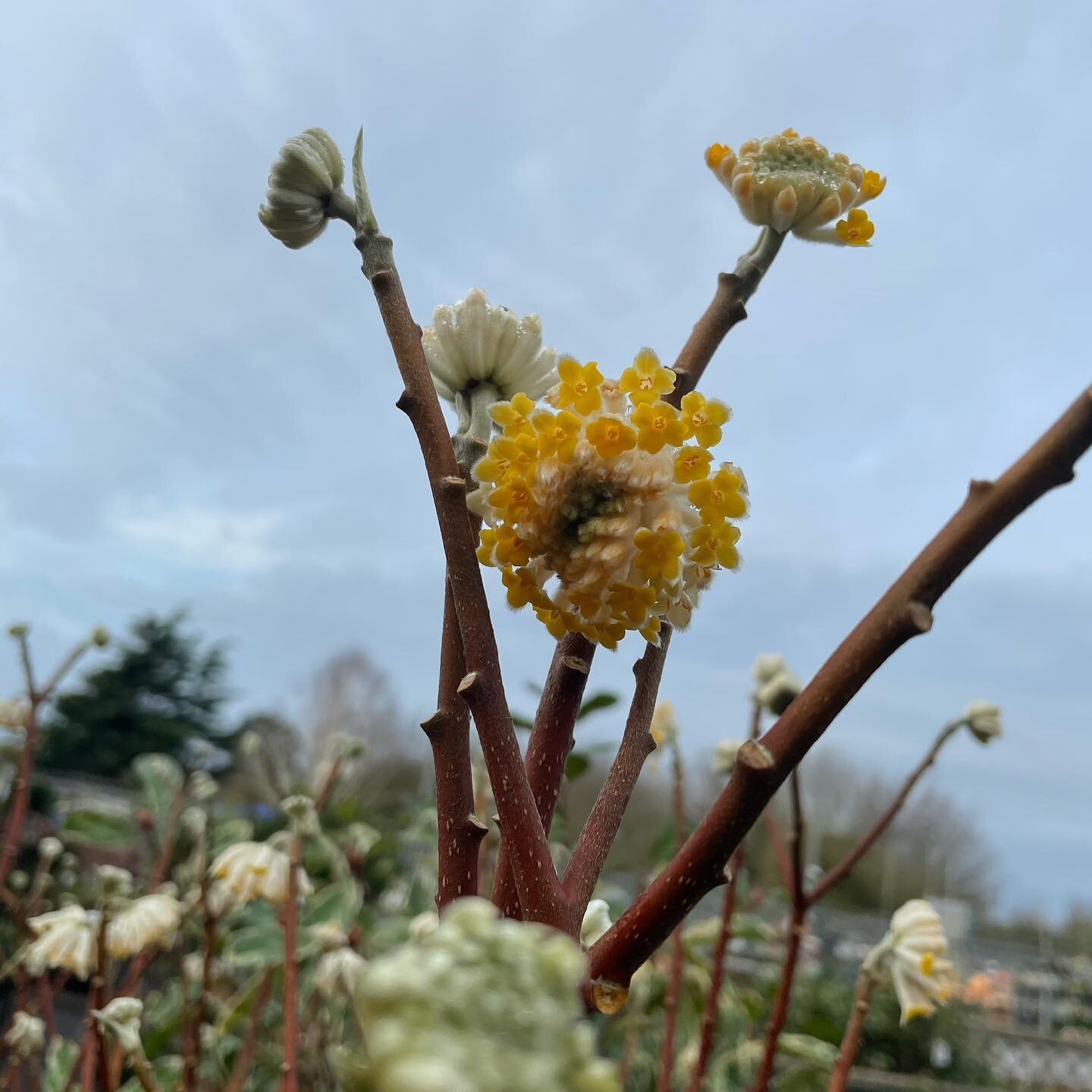 Edgeworthia looking stunning and the scent is beautiful!!