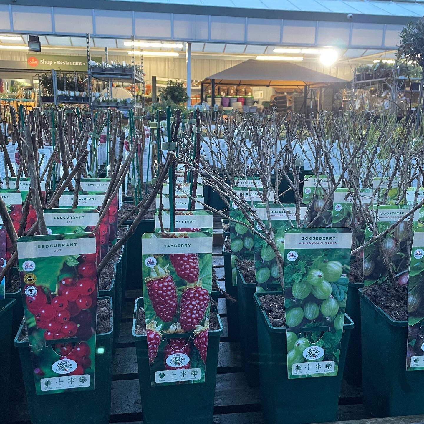 Lots of Soft Fruit in today! 

Why not try a blueberry or currant bush and have some lovely berries through summer 

#growyourown #ansellgc #gardencentres #garden #gardening #summer #fruit #berries