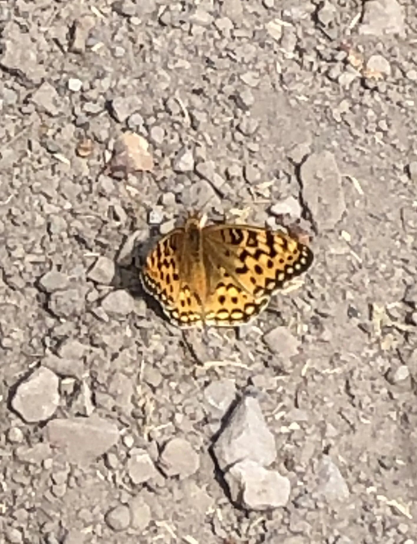 Lessons from Butterfly