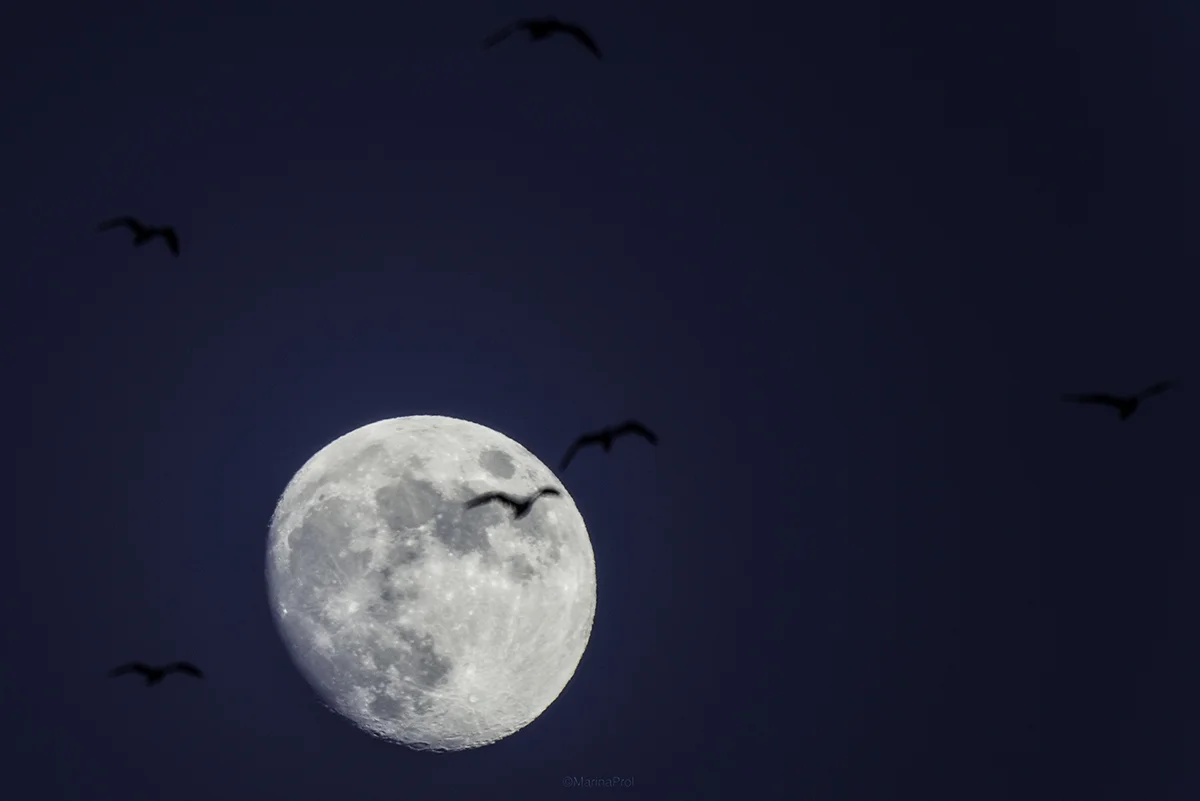 La Luna / The Moon
