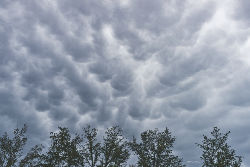 mamatus.png