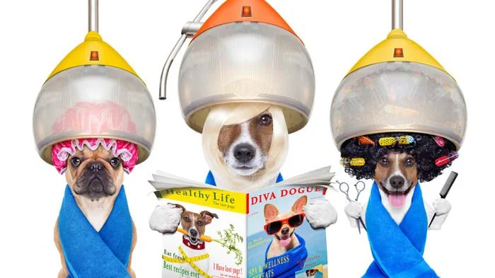 Why-do-you-tip-dog-groomers.jpeg