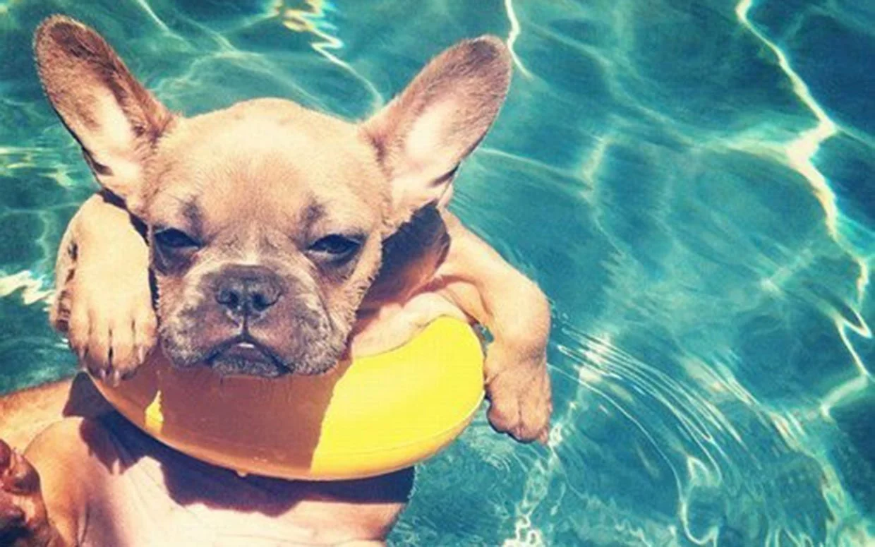 dog-summer-safety-3.jpeg