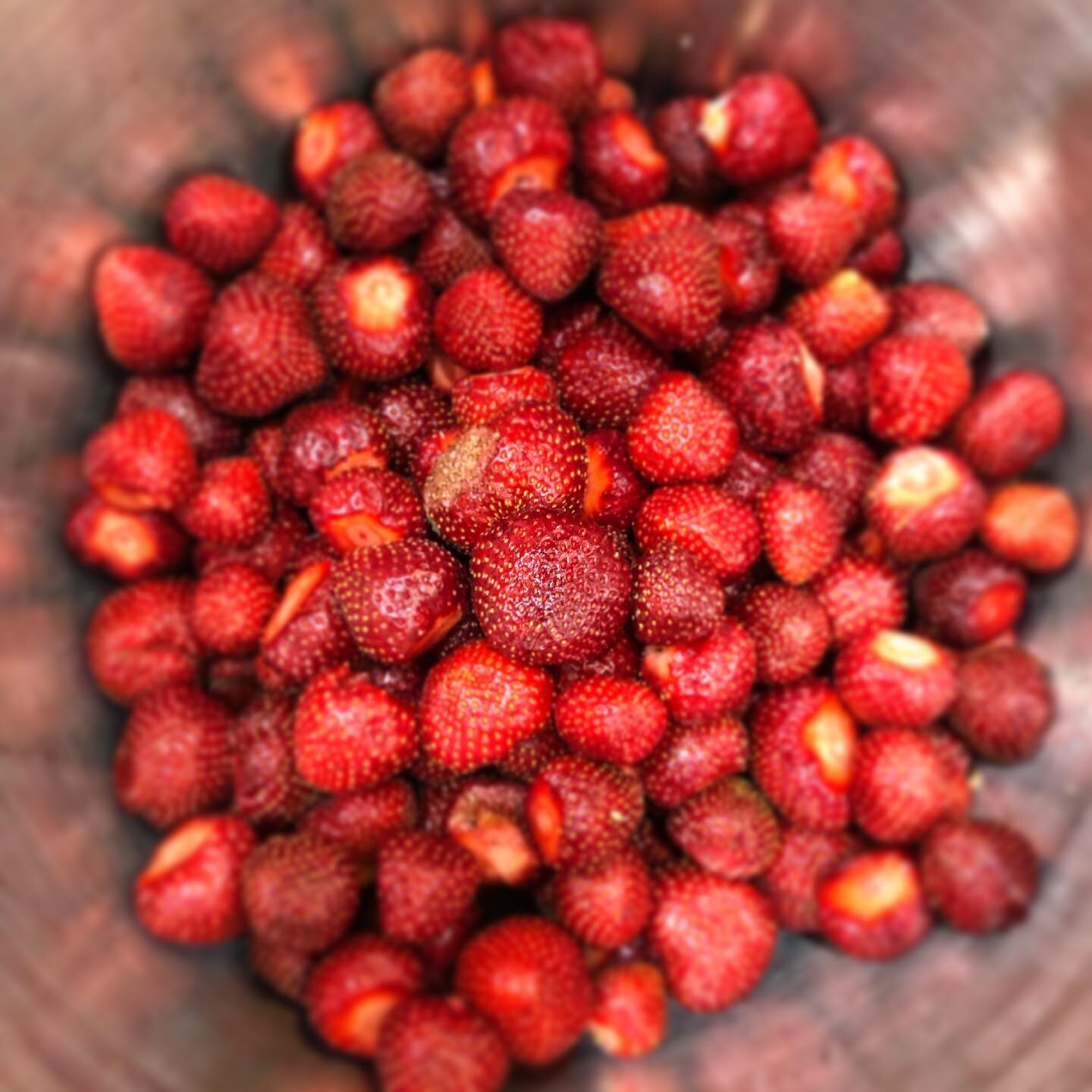 Following the fruit&hellip;the last days of Strawberry &ldquo;Erdbeer&rdquo; brandy before moving into 🫐 Blueberries! This may have been the best tasting local strawberries in recent memory!? Did any of you pick your own, or find the local berries w