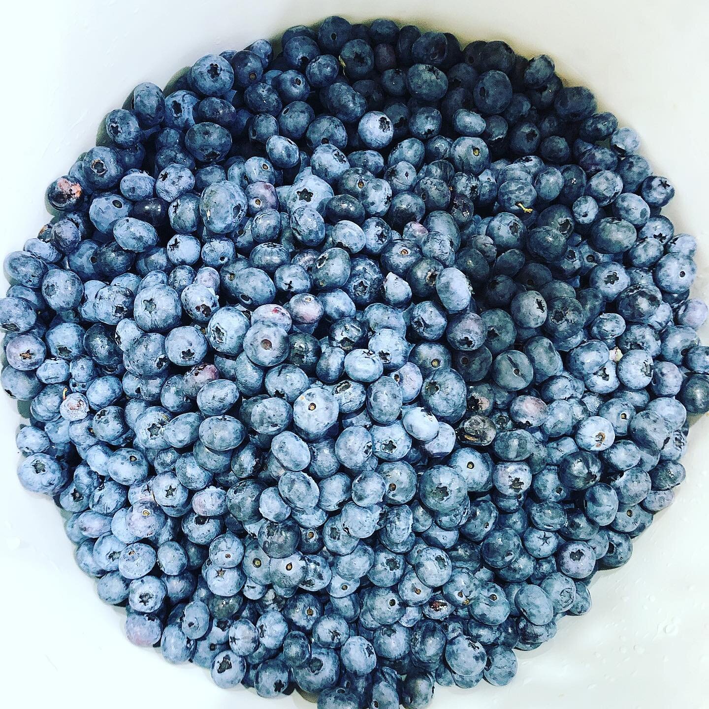 Big Blue Ball of Blueberries 🫐 continuing our tradition of following the fruit. These super sweet local berries came from @hillviewbluberries today, and will be turned into blueberry brandy in the coming weeks! We are so fortunate to have such diver