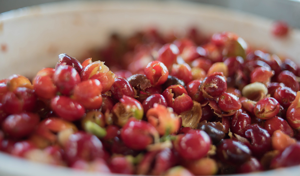 coffee berries