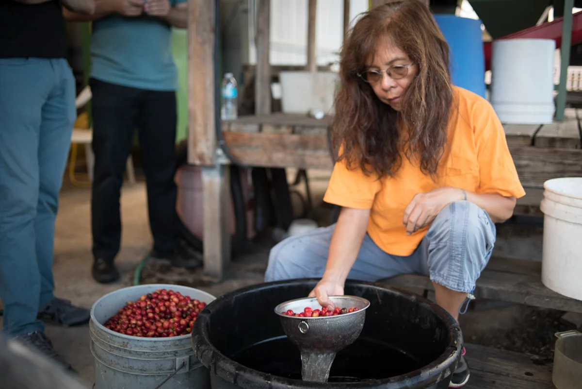 Lori Obra sorting coffee beans