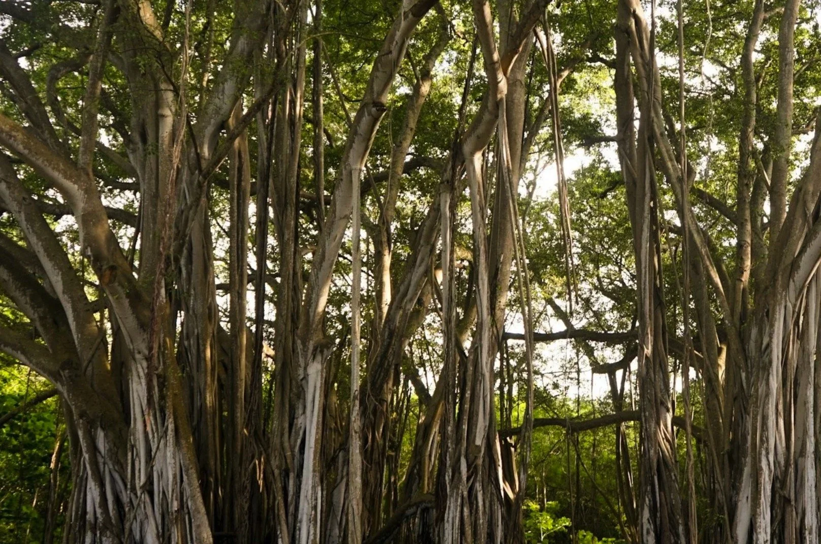 For The Love of Music: Honoring Julia Neal