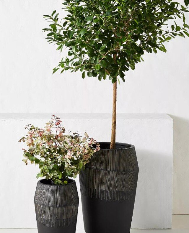 One of my favorite ideas I learned from @gardenaryco is utilizing the most of your outdoor planters. If you have a taller tree in a planter - like this one from @anthropolgie -  plant herbs and flowers at the base of the tree in the planter. Not only