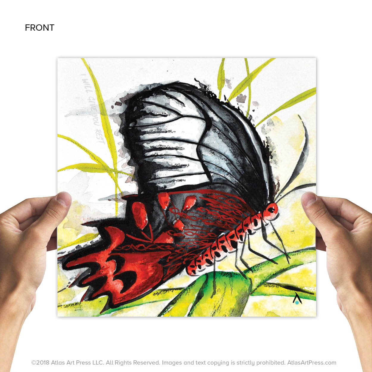 AAP-Butterfly7.jpg
